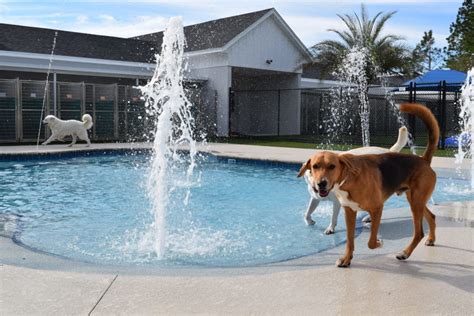 Pet paradise fleming island - Jan 14, 2024 · Sunday Funday’s call for the biggest smiles from our pups in Paradise! 